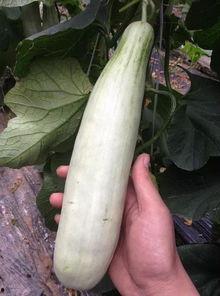 网红直播间吃的瓜,一场美食与八卦的盛宴 第2张 网红直播间吃的瓜,一场美食与八卦的盛宴 第2张