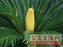 重庆铁树开花爆料视频大全,视频大全揭秘罕见自然现象  第2张